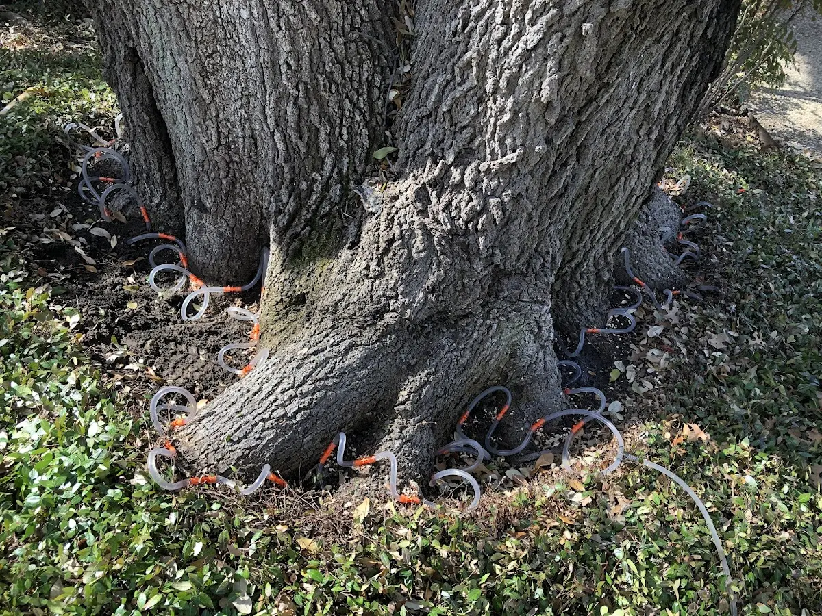 Detailed Tree Cabling and Bracing job site in Kents Hill