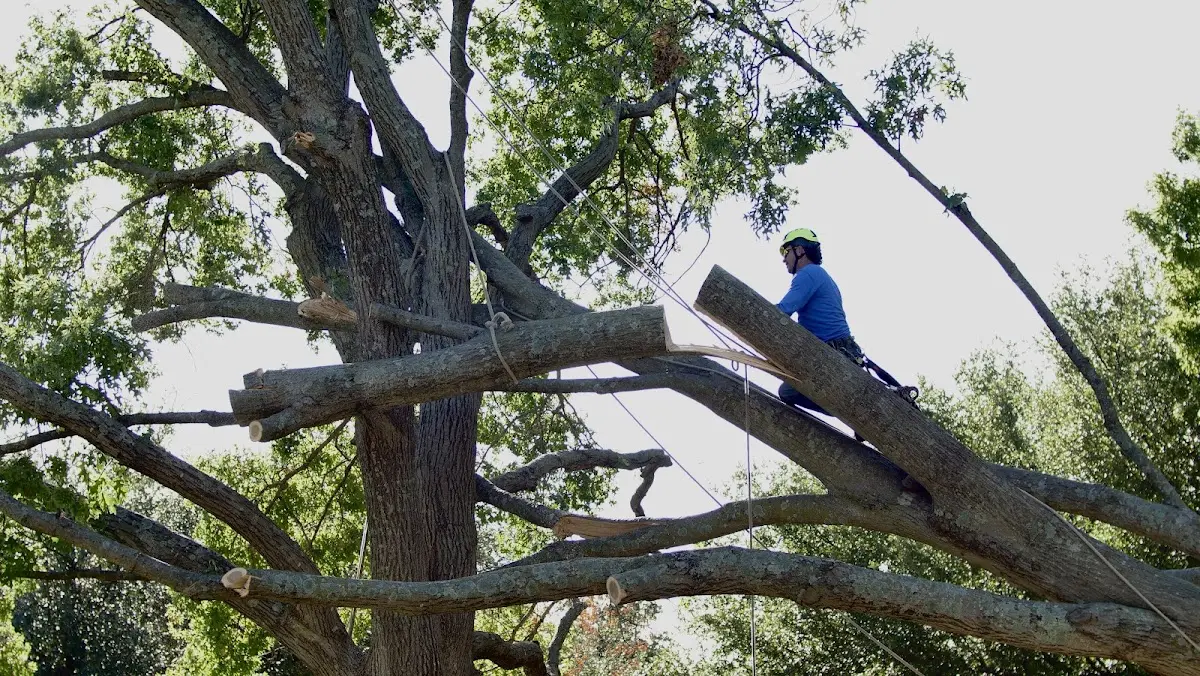 Professional Crown Thinning performed by certified arborists in Kents Hill