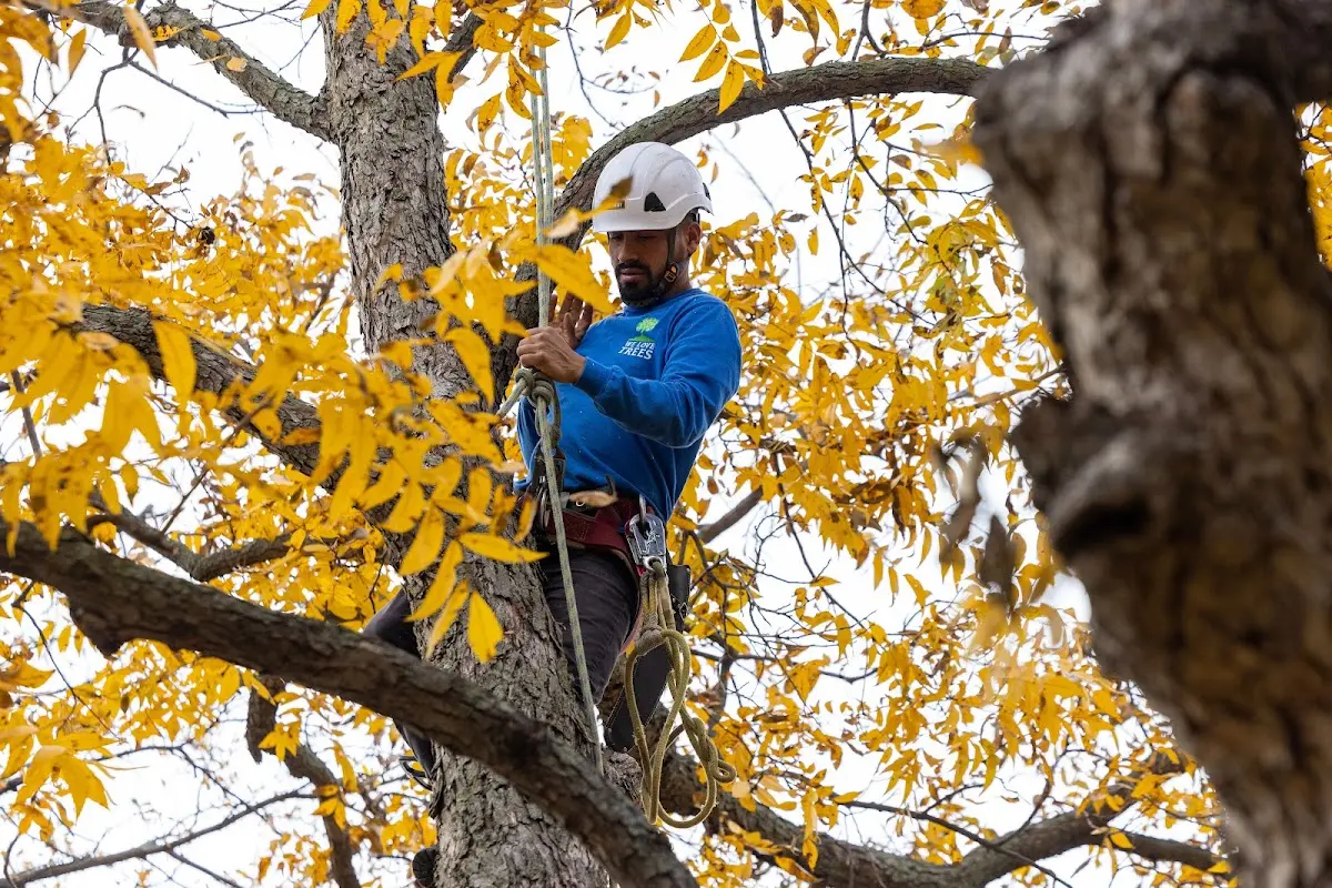 Skilled Tree Pruning crew working in Kents Hill