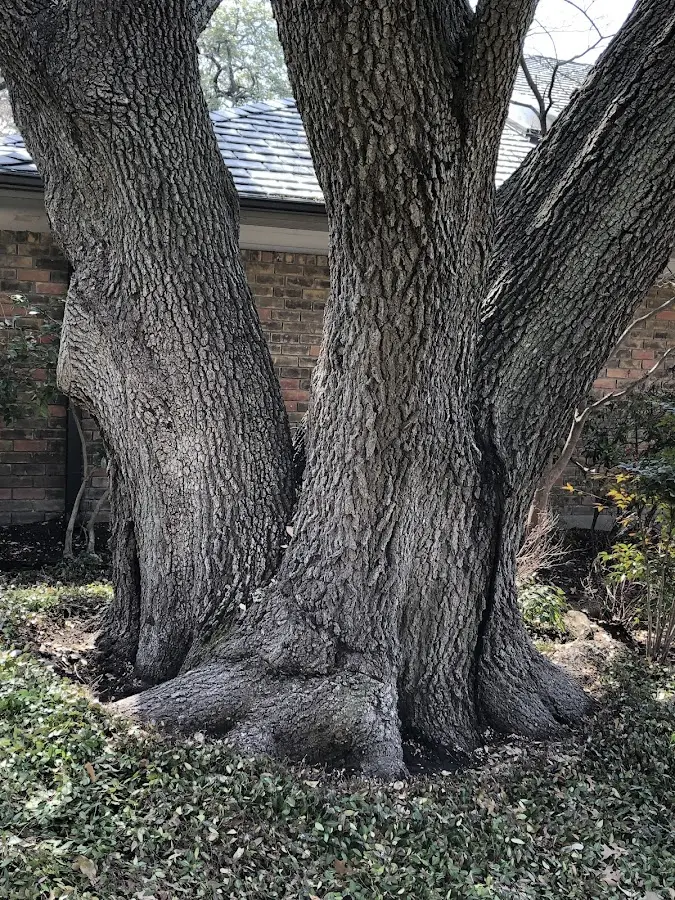 Mature heritage tree close to a Kents Hill property cared for by certified arborists